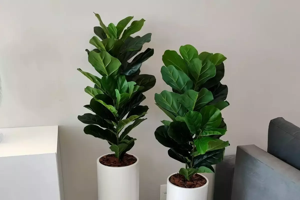 ficus lyrata destacada