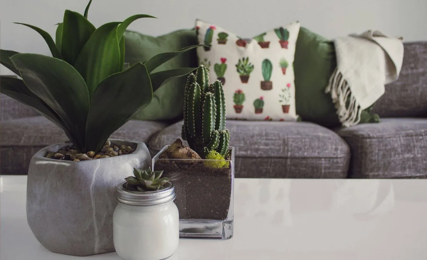 vaso de cacto e suculenta na mesa de centro unsplash Rev a20